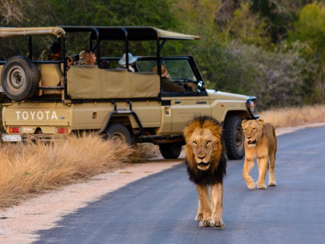 Game Drive med lejon i Krugerparken