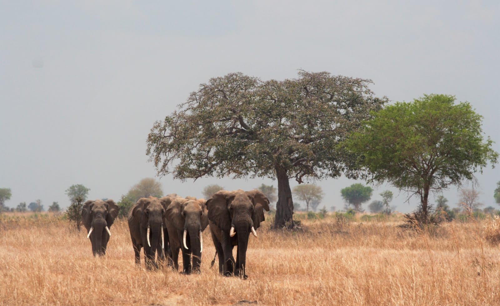 <br />
<b>Warning</b>:  count(): Parameter must be an array or an object that implements Countable in <b>/home/tranasre/tourafrica.se/web/wp-content/themes/tourafrica/single-fakta.php</b> on line <b>38</b><br />
Tarangire National Park